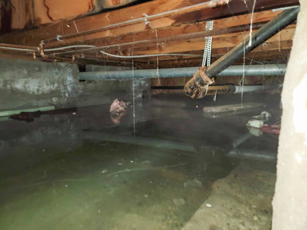Best Ceiling water damage repair  in Terryville, NY