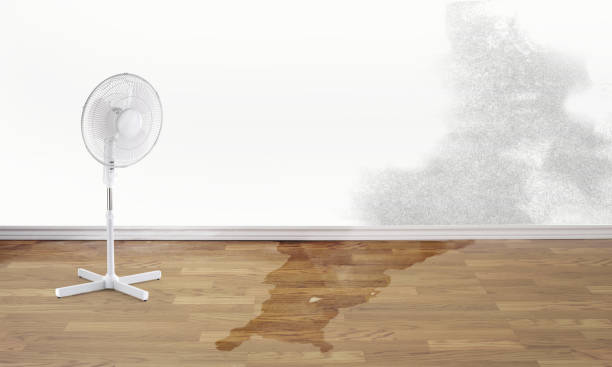 Best Carpet water damage restoration  in Terryville, NY
